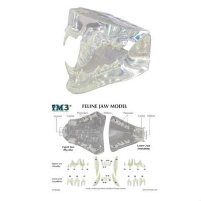 [E002545] Clear Feline Jaw Model With Info Card