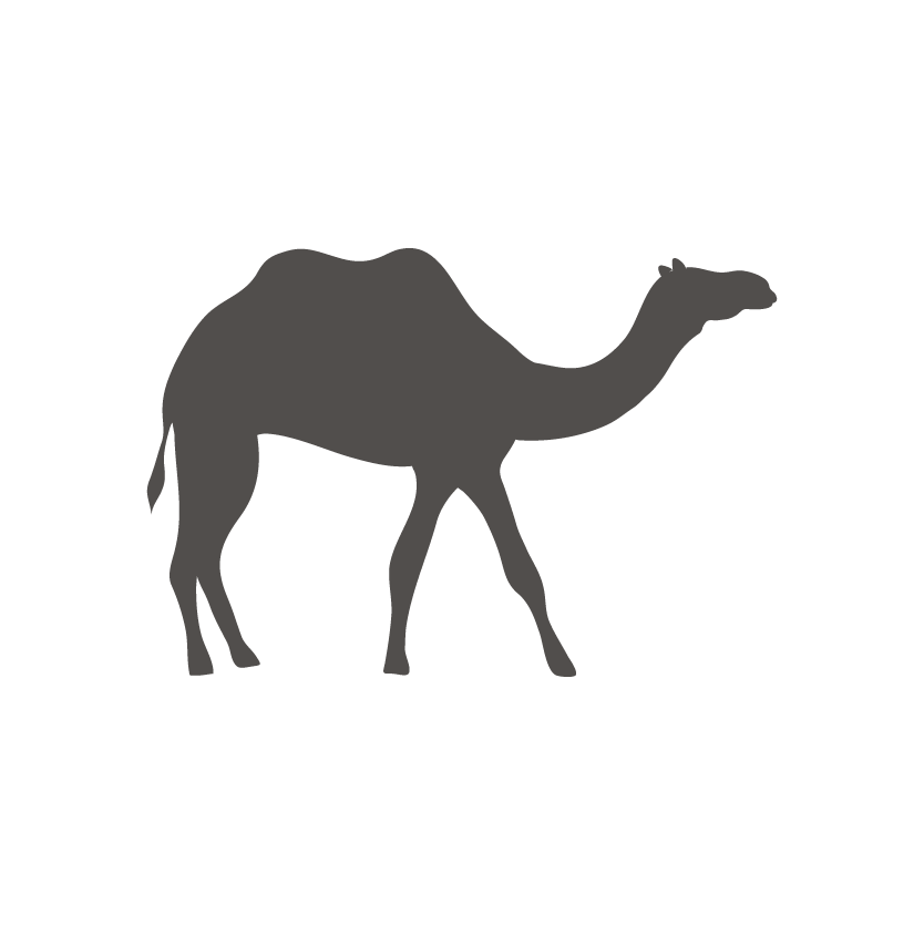 Camel