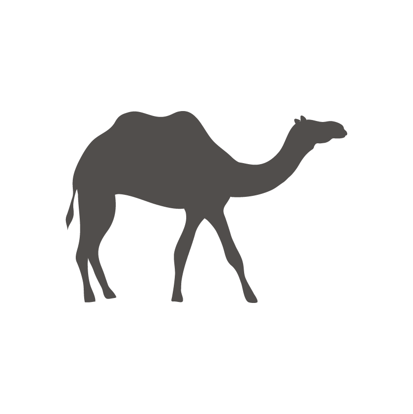 Equine I Camel