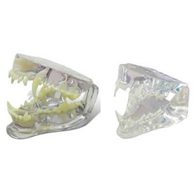 [E000723] Clear Feline And Canine Model Set