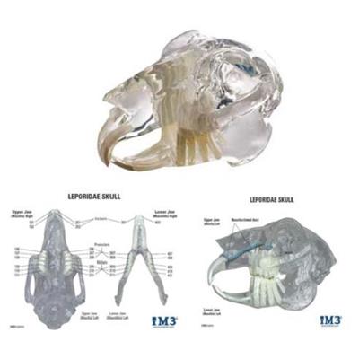 [E000724] Rabbit Skull Model With Info Card