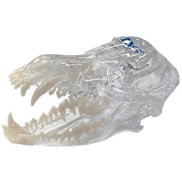 [E014204] Canine Clear Skull Model
