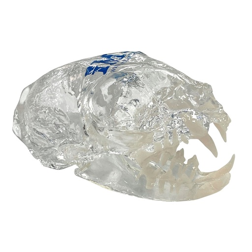 [E014205] Feline Clear Skull Model
