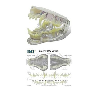 Clear Canine Jaw Model With Info Card